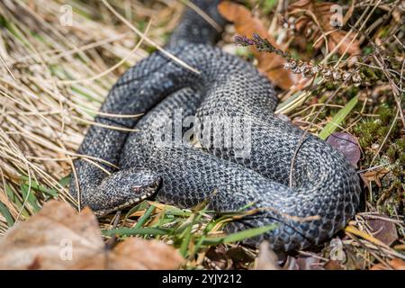 Adder serpent sur le sol dans l'herbe avec des feuilles et du feuillage dans la forêt dans le soleil d'automne, Allemagne Banque D'Images