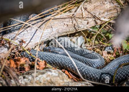Adder serpent sur le sol dans l'herbe avec des feuilles et du feuillage dans la forêt dans le soleil d'automne, Allemagne Banque D'Images