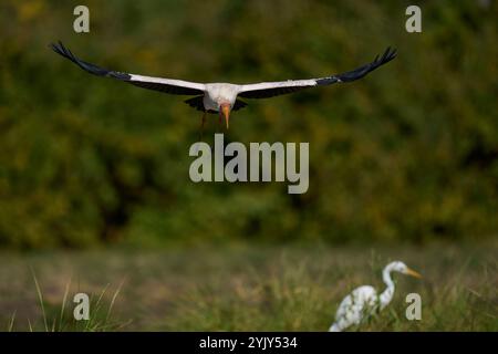 La cigogne à bec jaune (Mycteria ibis) débarque dans le parc national de South Luangwa, en Zambie Banque D'Images