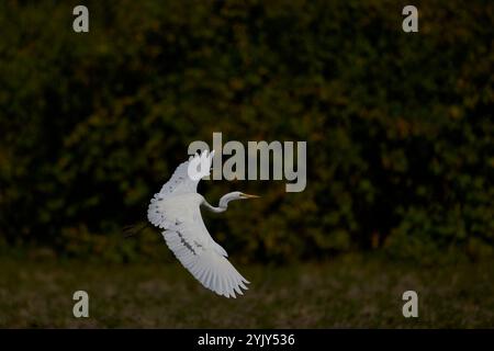 Grande aigrette blanche (Ardea alba) arrivant à la terre dans le parc national de South Luangwa, Zambie Banque D'Images