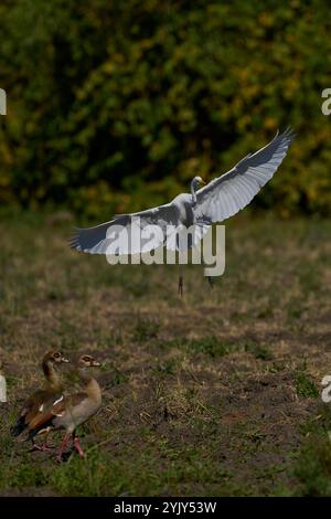 Grande aigrette blanche (Ardea alba) arrivant à la terre dans le parc national de South Luangwa, Zambie Banque D'Images