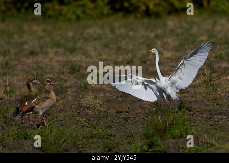 Grande aigrette blanche (Ardea alba) arrivant à la terre dans le parc national de South Luangwa, Zambie Banque D'Images