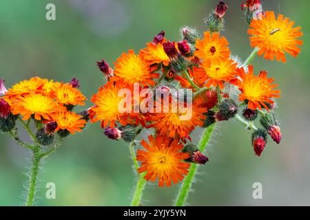 Pilosella aurantiaca Renard et Cubs Close-up Orange Hawkweed Devils pinceau fleurs sauvages fleurs sauvages Asteraceae Banque D'Images