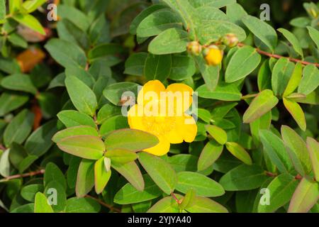 Jaune Hypericum Hidcote (produit John s Wort), fond d'été d'une grande fleur jaune sur un buisson vert. Banque D'Images