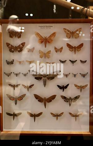 Innsbruck, Autriche - septembre 30 2024 : exposition de spécimens de papillons alpins et de papillons de nuit au Musée Kaiserschützen - Musée Panorama du Tyrol Banque D'Images