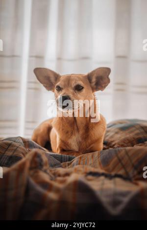 Un petit chien brun avec de grandes oreilles se prélasse confortablement sur une couverture à carreaux, avec une lumière naturelle douce filtrant à travers une fenêtre derrière elle. Cosy et calme Banque D'Images