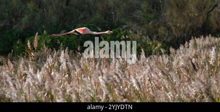 Un champ de roseau en Camargue et un flamant volant (Phoenicopteridae) Banque D'Images