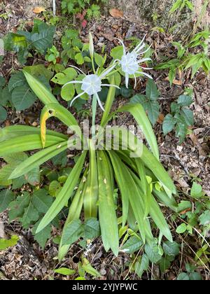 Lys araignées des bois (Hymenocallis occidentalis) Banque D'Images