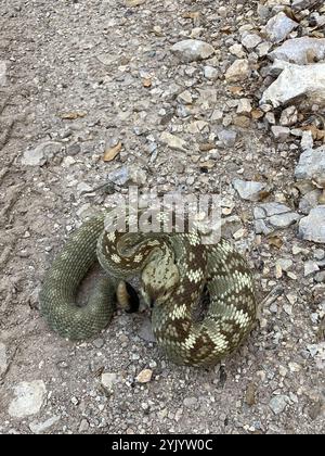 Crotale à queue noire de l'est (Crotalus ornatus) Banque D'Images