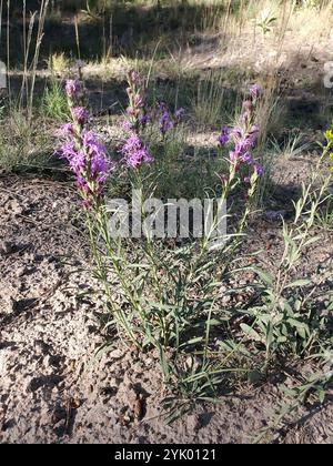 Gayfeather à pois (Liatris punctata) Banque D'Images