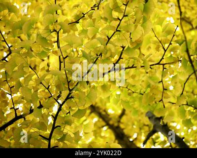 admirez le feuillage d'automne des feuilles jaunes de l'arbre de gingko biloba en automne. nature dorée fond saisonnier Banque D'Images
