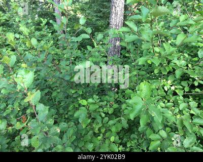 Aulne de montagne (Alnus alnobetula crispa) Banque D'Images