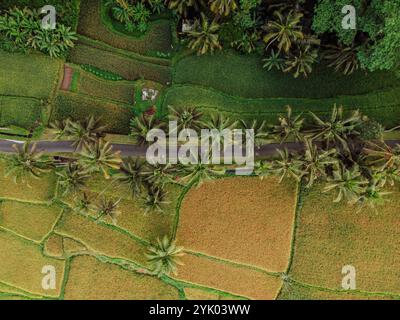 Vue au-dessus des terrasses vertes de riz et route sous les palmiers. Campagne sur l'île de Bali. Banque D'Images