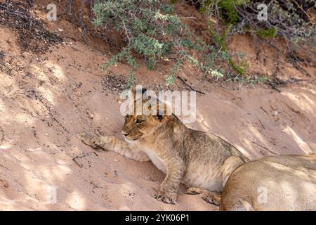 Afrique du Sud, Botswana, Kgalagadi TransFrontier Park, Lion (Panthera leo), CUB Banque D'Images