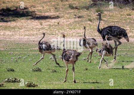 Afrique du Sud, Botswana, parc transfrontalier de Kgalagadi, autruche commune (Struthio camelus australis), femelle et poussins Banque D'Images