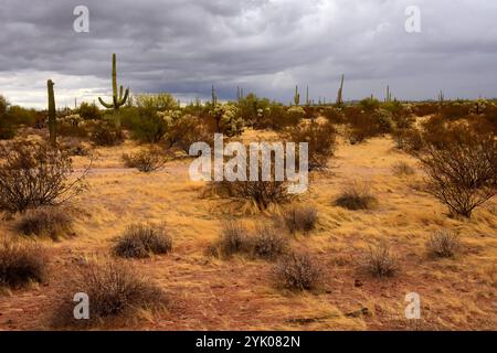 Le vaste désert de Sonora dans le centre de l'Arizona USA un matin d'automne tôt Banque D'Images