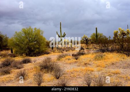 Le vaste désert de Sonora dans le centre de l'Arizona USA un matin d'automne tôt Banque D'Images