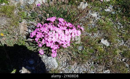 Rose oeil de paon (Dianthus pavonius) Banque D'Images