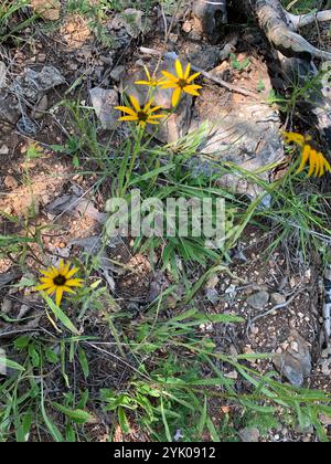 Mangeoire orange du Missouri (Rudbeckia missouriensis) Banque D'Images