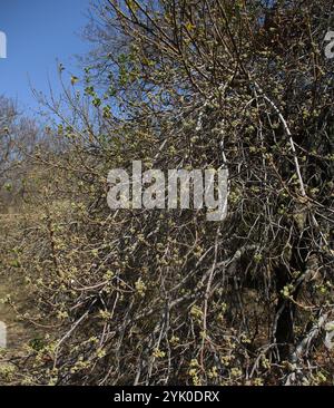 Poire sauvage d'Afrique du Sud (Dombeya rotundifolia) Banque D'Images