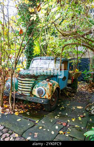 Un camion rouillé vintage se trouve abandonné, de l'époque de la deuxième guerre mondiale, enveloppé par une végétation luxuriante et des vignes, créant une scène pittoresque de la nature recl Banque D'Images