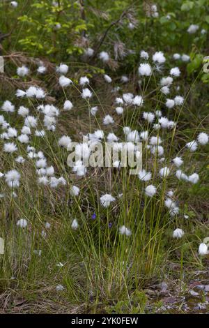 Scheiden-Wollgras, Scheidenwolgras, Moor-Wollgras, Scheidiges Wollgras, Schneiden-Wollgras, Wollgras, Wollgräser, Eriophorum vaginatum, queue de lièvre c Banque D'Images