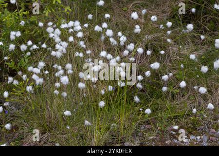 Scheiden-Wollgras, Scheidenwolgras, Moor-Wollgras, Scheidiges Wollgras, Schneiden-Wollgras, Wollgras, Wollgräser, Eriophorum vaginatum, queue de lièvre c Banque D'Images