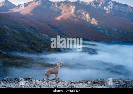 Un terrier sans poil américain se dresse au sommet d'une montagne, surplombant le paysage. Banque D'Images