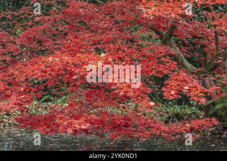 Érable en éventail japonais (Acer palmatum Trompenburg), couleurs d'automne, Emsland, basse-Saxe, Allemagne, Europe Banque D'Images