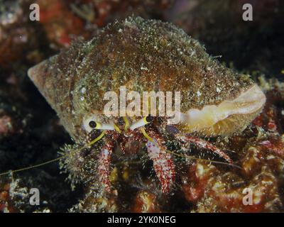 Gros plan du crabe ermite du genou noir (lagopodes de Dardanus) sur le fond marin, site de plongée SD, Nusa Ceningan, Nusa Penida, Bali, Indonésie, Asie Banque D'Images