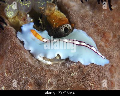 Ver plat bleu-orange, ver tourbillon rayé de course (Pseudoceros bifurcus), sur un récif corallien, site de plongée Spice Reef, Penyapangan, Bali, Indonésie, Asie Banque D'Images