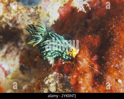 Escargot de mer rayé vert, escargot étoilé néon variable (Nembrotha kubaryana), sur fond rouge vif, site de plongée SD, Nusa Ceningan, Nusa Penida, Bali, IND Banque D'Images