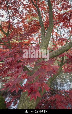 Érable en éventail japonais (Acer palmatum Trompenburg), couleurs d'automne, Emsland, basse-Saxe, Allemagne, Europe Banque D'Images