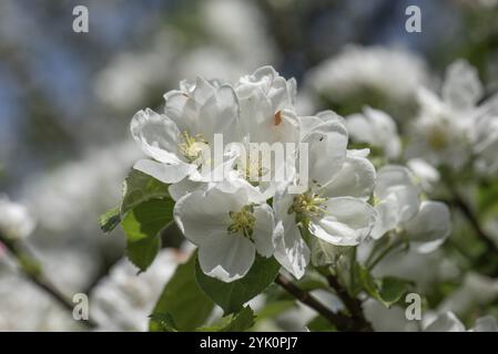 Fleurs de cerisier (Prunus avium), gros plan, Bavière, Allemagne, Europe Banque D'Images