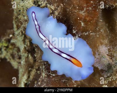 Ver plat bleu-orange lisse, ver tourbillon rayé de course (Pseudoceros bifurcus), sur un récif corallien. Site de plongée Spice Reef, Penyapangan, Bali, Indonésie Banque D'Images