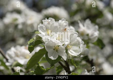 Fleurs de cerisier (Prunus avium), gros plan, Bavière, Allemagne, Europe Banque D'Images