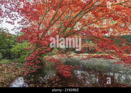 Érable en éventail japonais (Acer palmatum Trompenburg), couleurs d'automne, Emsland, basse-Saxe, Allemagne, Europe Banque D'Images