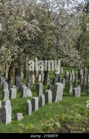 Cerisiers en fleurs (Prunus avium) dans le cimetière juif, aménagé en 1734, dernier enterrement en 1934, Hagenbach, haute-Franconie, Bavière, Allemagne, EUR Banque D'Images