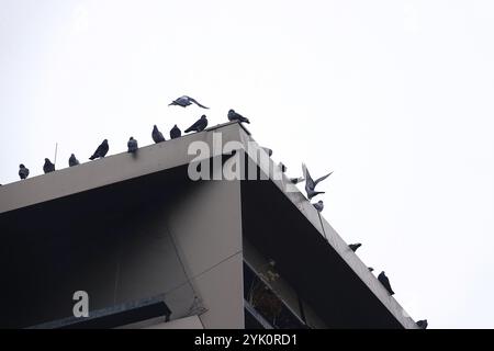 City pigeons, Dresde, Saxe, Allemagne, Europe Banque D'Images