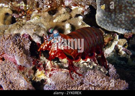 Clown mantis multicolore (Odontodactylus scyllarus) sur un récif corallien, site de plongée Toyapakeh, Nusa Ceningan, Nusa Penida, Bali, Indonésie, Asie Banque D'Images