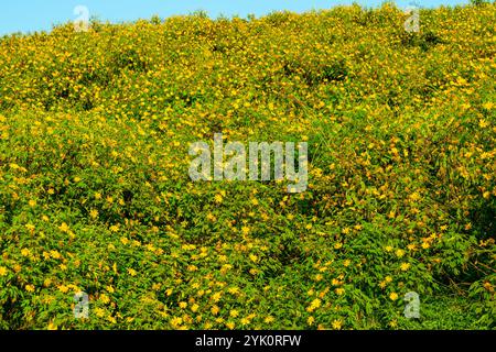 Vue des fleurs jaunes de Marigold d'arbre, tournesols mexicains, Nitobe chrysantimum ou Tithonia diversifolia fleurs avec des feuilles vertes sur la montagne. Banque D'Images