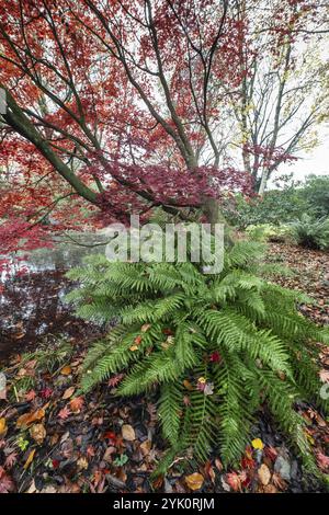 Érable en éventail japonais (Acer palmatum Trompenburg), couleurs d'automne, Emsland, basse-Saxe, Allemagne, Europe Banque D'Images