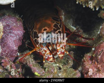 Gros plan d'une crevette-mantis clown (Odontodactylus scyllarus) dans un environnement corallien, site de plongée Toyapakeh, Nusa Ceningan, Nusa Penida, Bali, Indonésie Banque D'Images