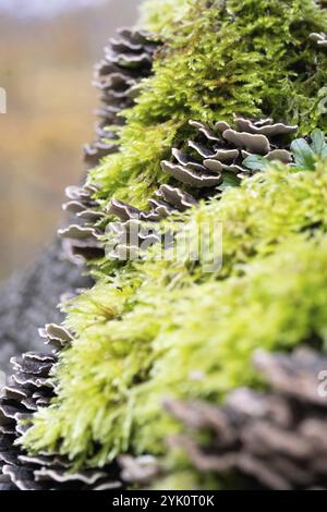 Papillons tramés (Trametes versicolor), fructification sur souche d'arbre, Rhénanie du Nord-Westphalie, Allemagne, Europe Banque D'Images