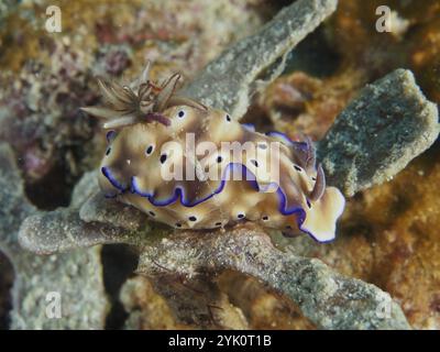 Nudibranche exotique au corps brun et aux bords bleus, le magnifique escargot étoilé (Hypselodoris tryoni), dans un environnement sous-marin, site de plongée Napoléon Banque D'Images