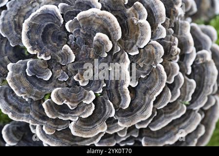 Papillons tramés (Trametes versicolor), gros plan sur le corps de fructification, Rhénanie du Nord-Westphalie, Allemagne, Europe Banque D'Images