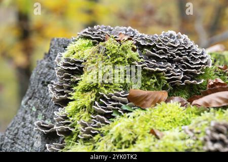 Papillons tramés (Trametes versicolor), fructification sur souche d'arbre, Rhénanie du Nord-Westphalie, Allemagne, Europe Banque D'Images