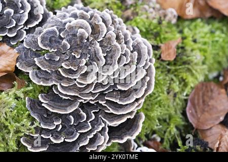 Papillons tramés (Trametes versicolor), fructification sur souche d'arbre, Rhénanie du Nord-Westphalie, Allemagne, Europe Banque D'Images