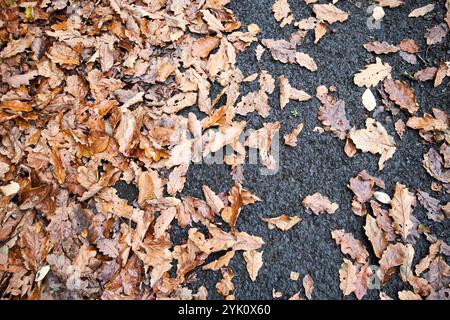 feuilles de chêne brun et de frêne tombées sur le chemin goudronné réserve naturelle nationale banagher glen et parc forestier comté londonderry irlande du nord Banque D'Images