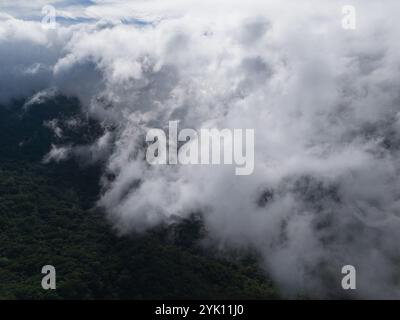 Vue sereine sur des arbres denses enveloppés de brume, avec des nuages planant au-dessus du paysage luxuriant pendant les heures du matin. Banque D'Images